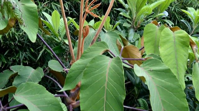 Yorkshire Exotic Garden Tour June 2022 смотреть онлайн