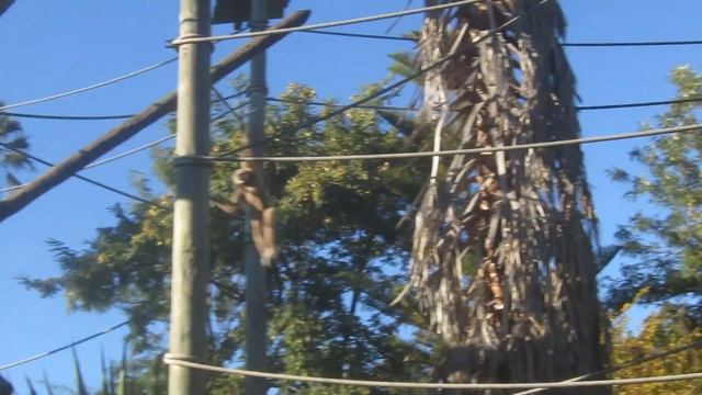 Лиссабонский зоопарк, гиббоны смотреть онлайн