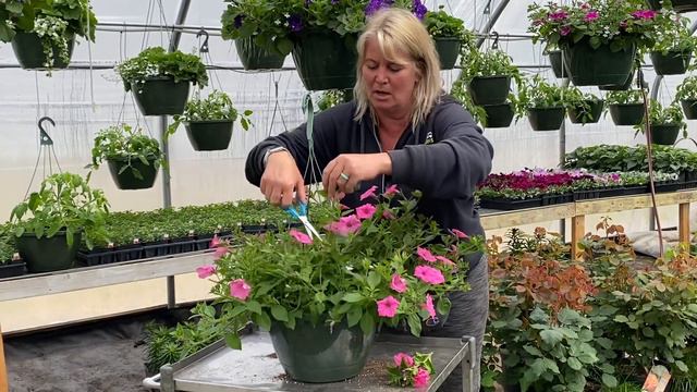 Hanging Baskets 101 смотреть онлайн