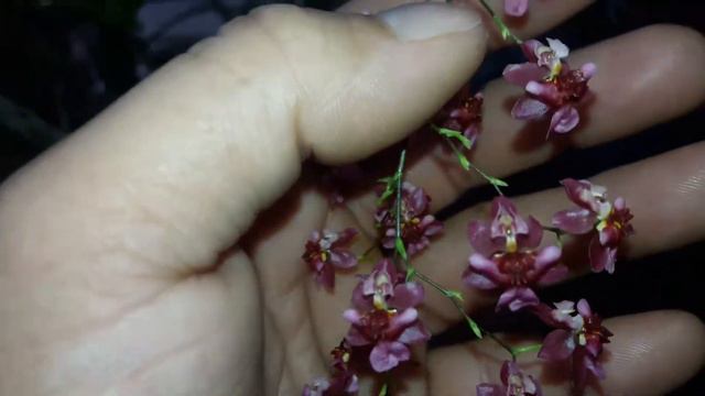 Oncidium twinkle.... смотреть онлайн
