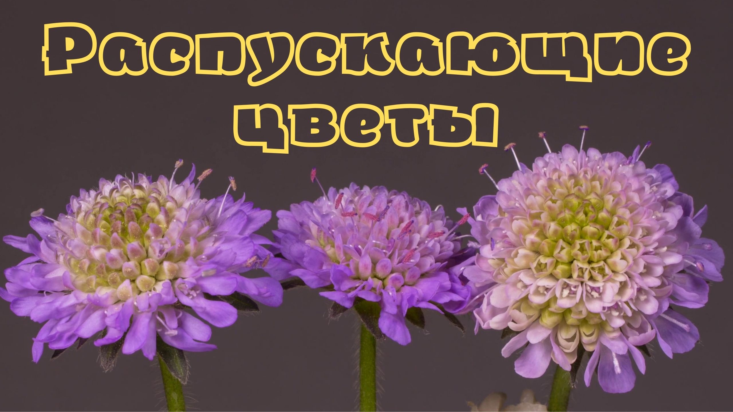 Распускающиеся цветы. Красивая музыка для души Сергея Чекалина. смотреть онлайн