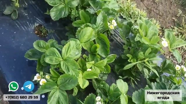 НА НИЗКОМ СТАРТЕ ))) смотреть онлайн