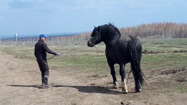 Русский тяжеловоз. Жеребец производитель. смотреть онлайн