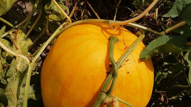 Арбуз Принц Альберт F1. Как определить, что арбуз созрел. смотреть онлайн