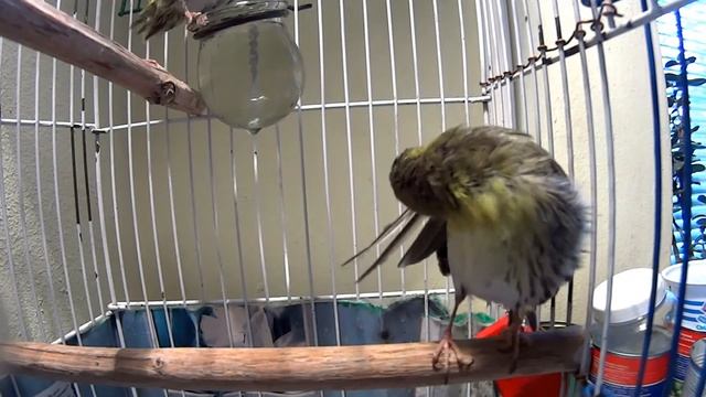 Караул - линька чижей (Carduelis spinus)- Совсем не боятся экшин видео камеры. смотреть онлайн