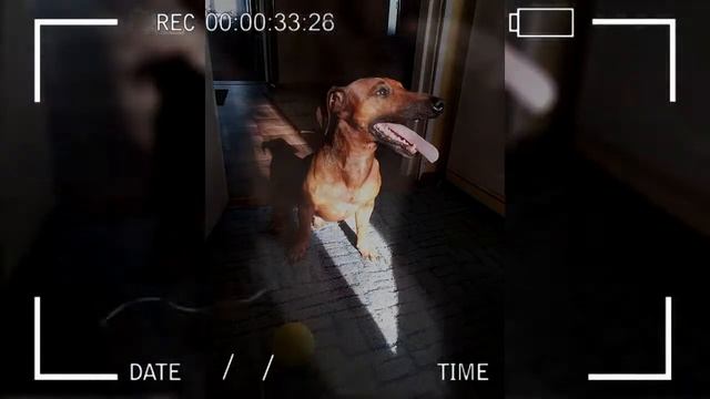 в память о моей собаке... смотреть онлайн