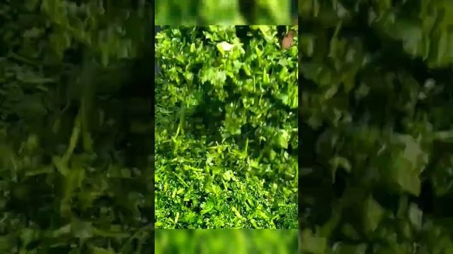 Лучший способ заготовки зелени! Кинза и петрушка на зиму?? смотреть онлайн