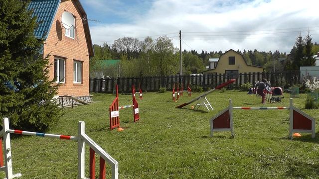 бордер колли Эбони Ноус Джуманджи - наконец то начали тренироваться на даче. смотреть онлайн