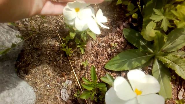 Цветы 12 июля