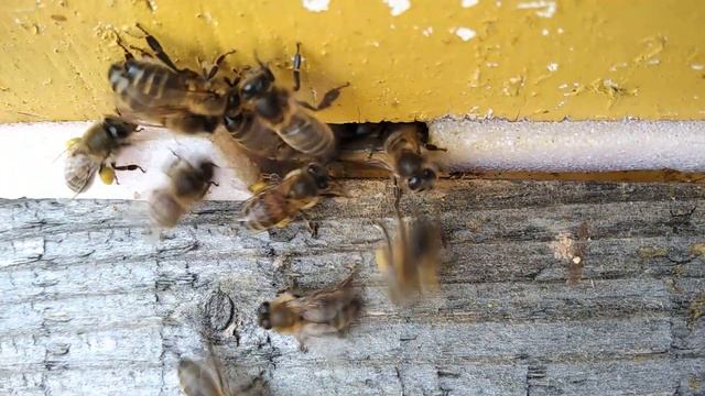 Пчёлы активно несут пыльцу, работа на северных летках. 12.04.21г. смотреть онлайн