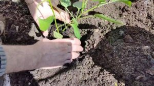 Высадка рассады сладкого перца/ Схема посадка по два в лунку/Преимущества такой посадки