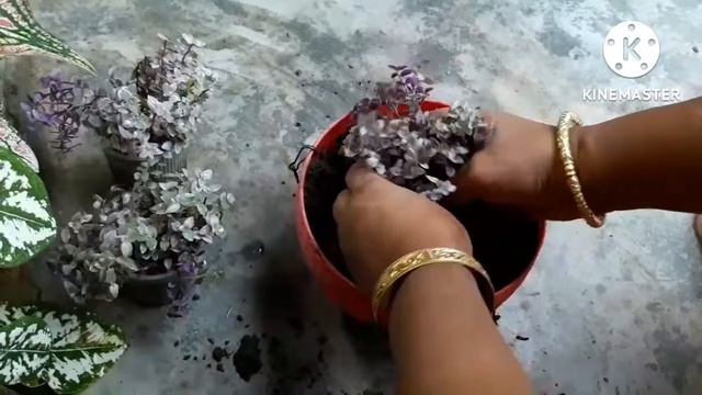 Callisia rosato/Pink Lady /Diy Plants/House Plants/Tradescantia Pink Panther Care and growing Tips смотреть онлайн
