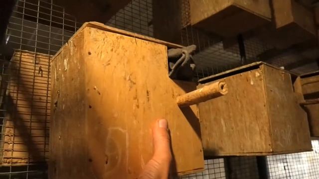 Неразлучники фишера. Попугаи. Fisher's lovebirds. Parrots. смотреть онлайн