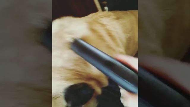 Как бороться с собачьей шерстью смотреть онлайн