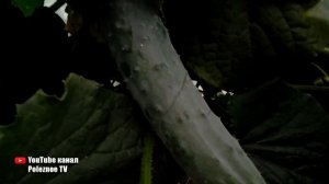 ЗОЗУЛЯ Ф1 СУПЕР УРОЖАЙНЫЙ СОРТ БОЛЬШИЕ ОГУРЦЫ БОЛЬШОЙ УРОЖАЙ