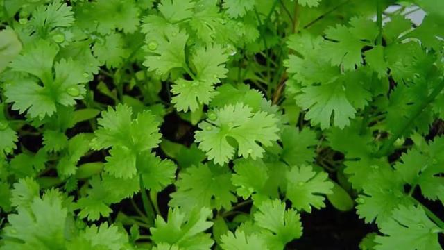 அழகான சருமம் பெற கொத்தமல்லி | Coriander Leaves Benefits for Face in Tamil смотреть онлайн
