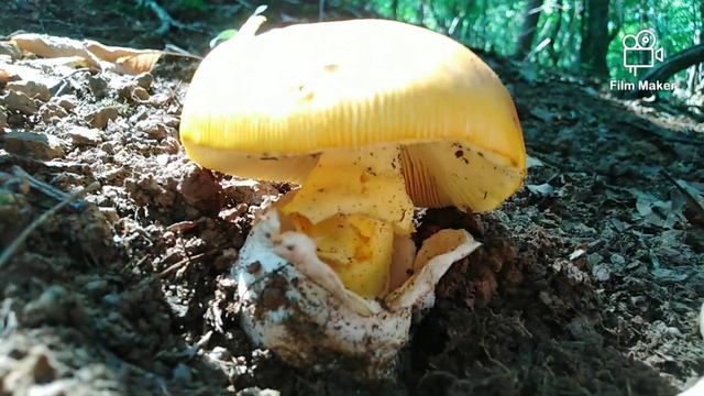 Blagva, Amanita Caesarea, Tihi lov epizoda 1. смотреть онлайн