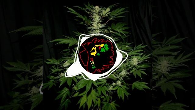 Ambiance roots kanaky nord ??? смотреть онлайн