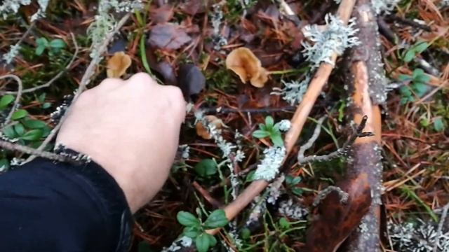 Pieprznik trąbkowy 2018 смотреть онлайн