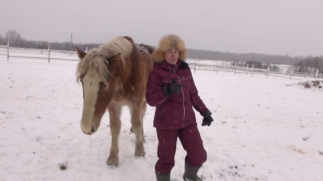Ответы на вопросы по воспроизводству лошадей смотреть онлайн