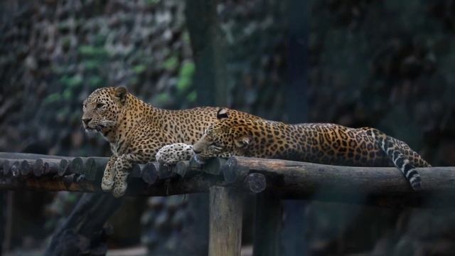 Учим Животных на английском Динозавр Корова Лев Тигр Лошадь Утка Развивающие Мультики для Детей смотреть онлайн