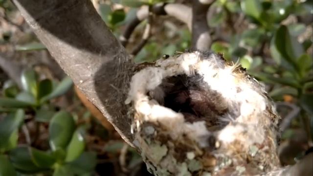 Amazing! Hummingbird Feeding Babies CLOSE UP VIDEO смотреть онлайн
