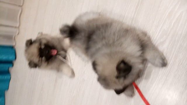 Кеесхонды.Два веселых брата. смотреть онлайн