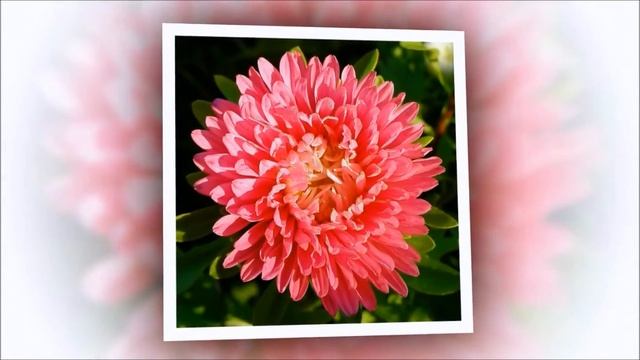 Астра - земная звезда. смотреть онлайн