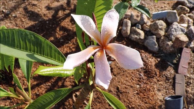 Queen Amber Plumeria Blooming - AZ 9B смотреть онлайн