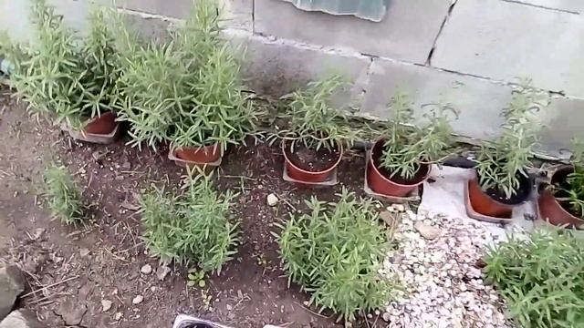Розмарин, посадка из черенков, лёгкий способ. Приправа в горшке на кухне круглый год. Первый опыт смотреть онлайн