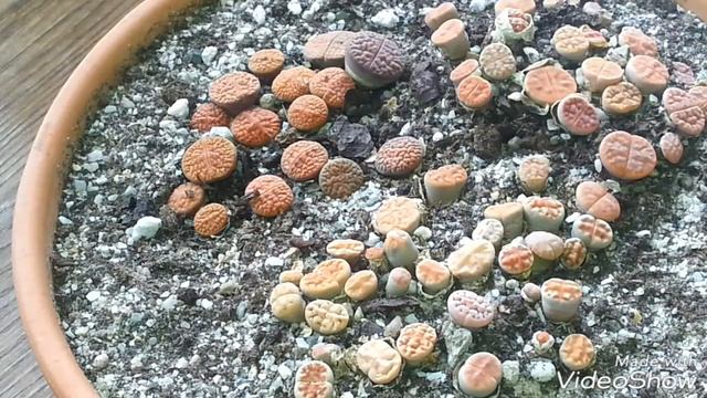 Hoe Te Verzorgen LITHOPS - LEVEND STEENTJE !