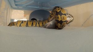 Кормление Змеи / Чем Кормить Змею / Как Кормить Региуса / Кормление Питона Живыми Грызунами