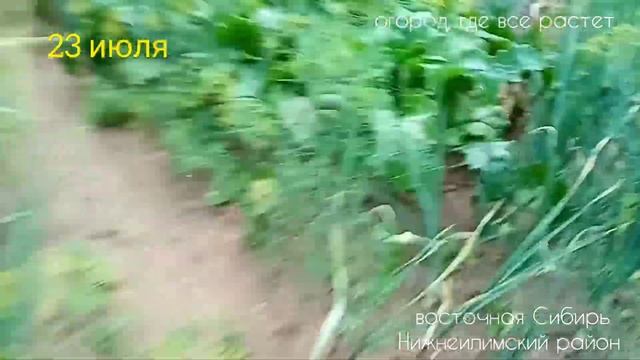 Видеодневник на 23 июля. Огород в Сибири.