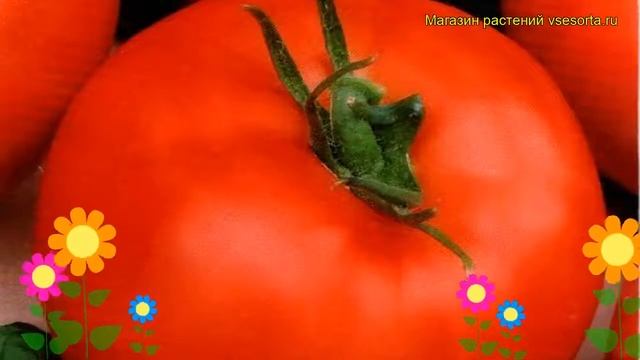 Томат обыкновенный Кузя. Краткий обзор, описание характеристик, где купить саженцы, семена Kuzia смотреть онлайн