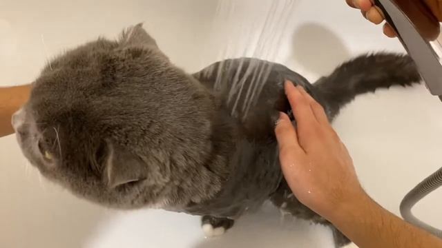 Купаем шотландского вислоухого кота смотреть онлайн