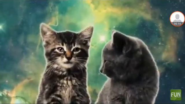 Лучшая песня от котят смотреть онлайн