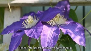 Клематисы — посадка и уход в открытом грунте для новичков