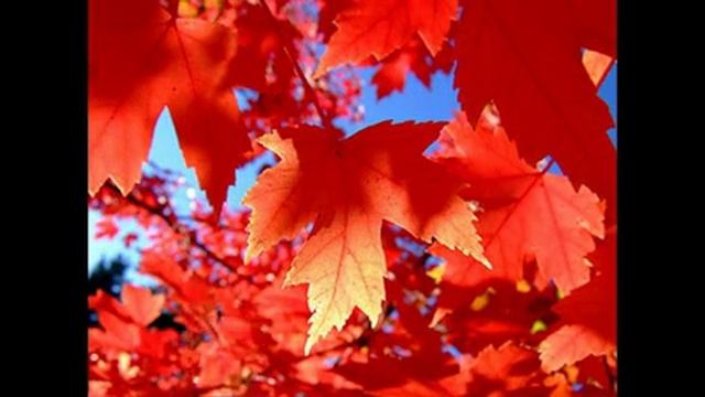 ТАНЕЦ ЖЕЛТЫХ ЛИСТЬЕВ смотреть онлайн