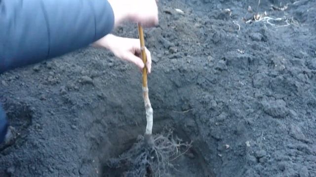 Как правильно посадить грецкий орех. 4 секрета ускорения роста. Выбор сезона.