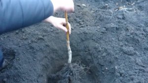 Как правильно посадить грецкий орех. 4 секрета ускорения роста. Выбор сезона.