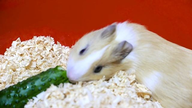 [HD] A super adorable guinea pig is eating a cucumber!! [Супер милая морская свинка кушает огурец] смотреть онлайн
