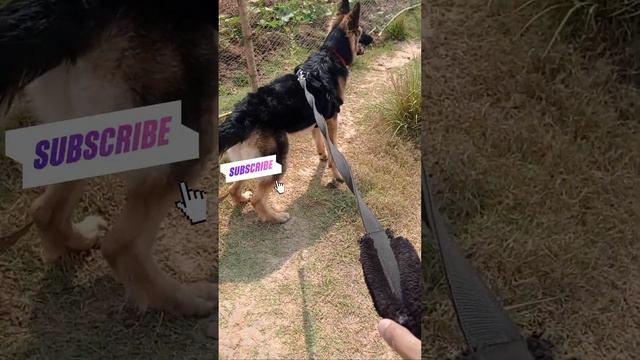 Reaction with Germanshephered vs Goat @judogermanshephered @PomtoyAnurag @AtMix смотреть онлайн