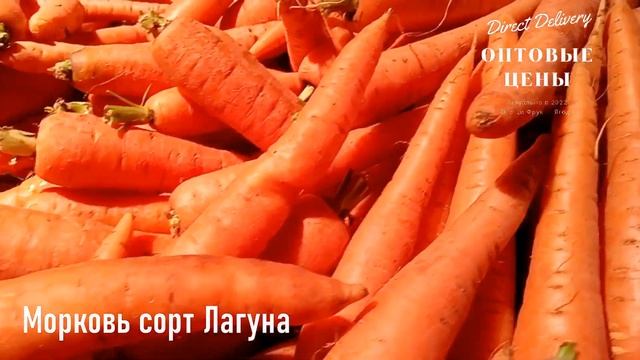 Морковь сорт Абако, сорт Лагуна опт Великие Копани. Крым Россия. Direct Delivery смотреть онлайн