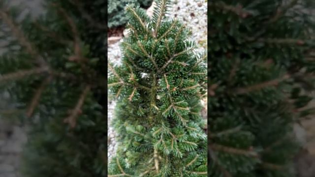 Мой хвойный рай. Кропивницкий. Украина. Olga Vasilisa. смотреть онлайн