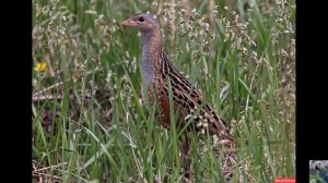 Голоса птиц : коростель, или дергач.