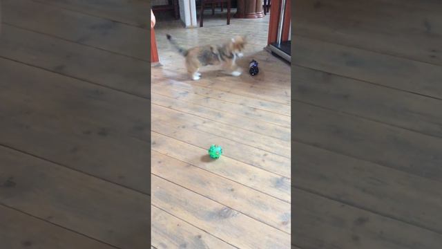 Эта страшная бутылка😱 смотреть онлайн