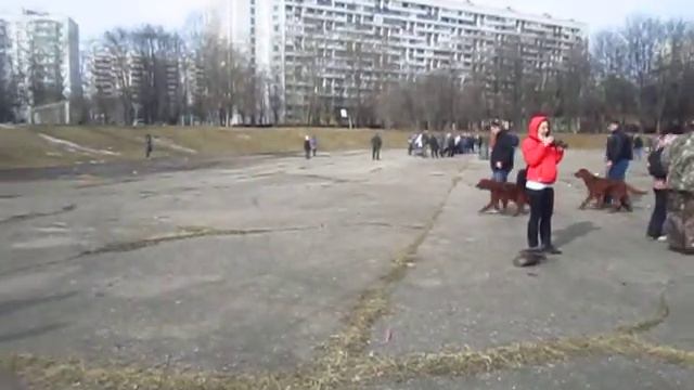 Выводка ирландских сеттеров 2014 -кобели3 смотреть онлайн