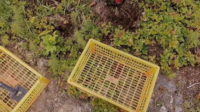 Княженика. Приобретаю саженцы для посадки. смотреть онлайн