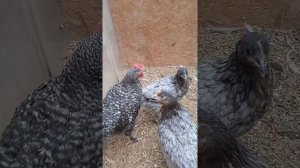 Куры доминанты 107, 109, 902 яйценоских пород