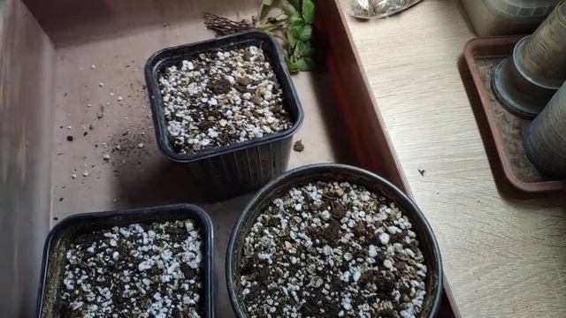 Сажаю землянику в горшочки. смотреть онлайн